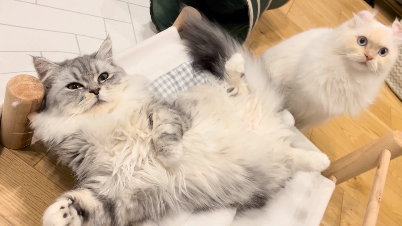 チラリと見るこゆきちゃん