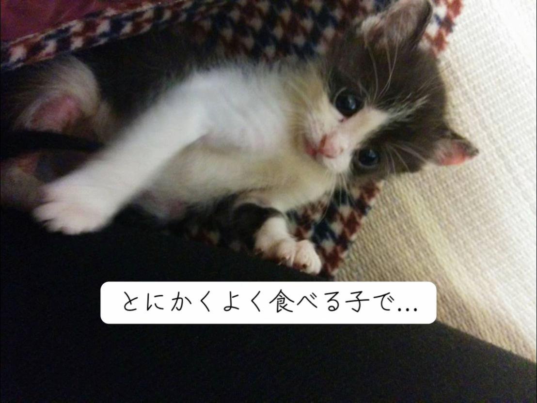 仰向けの子猫