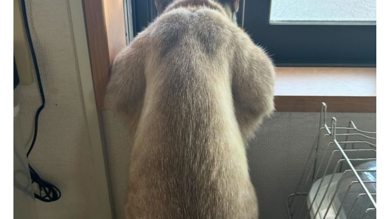 猫の背中