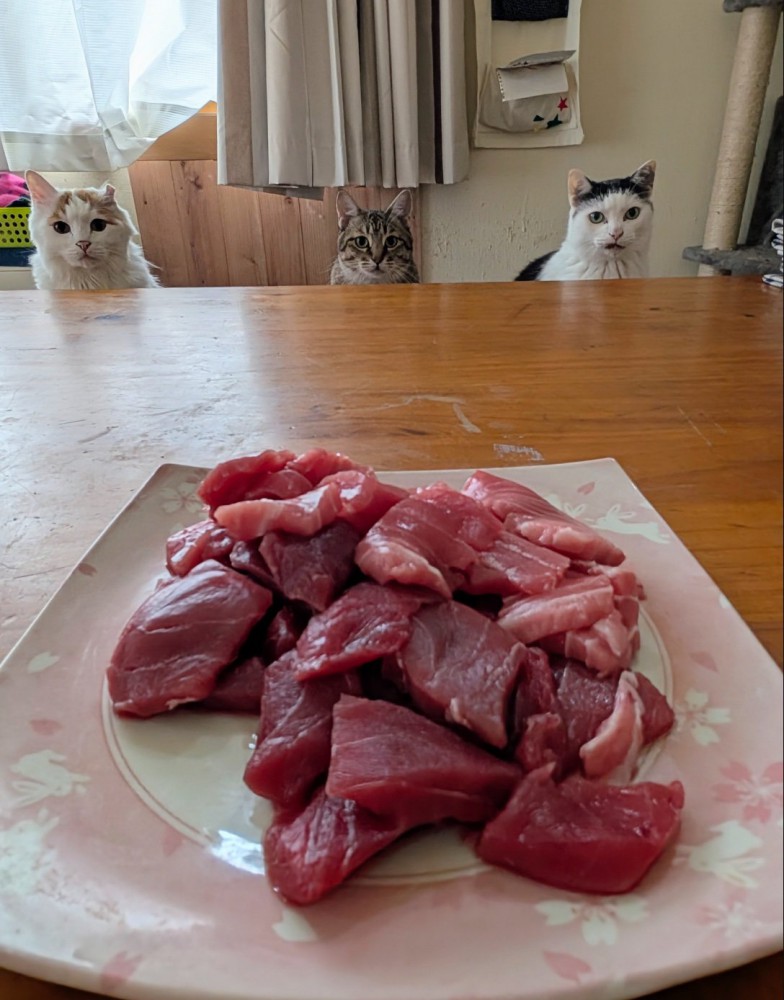 並ぶ猫