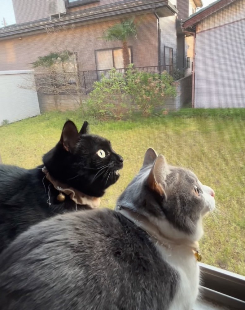 鳴き声を出す黒猫