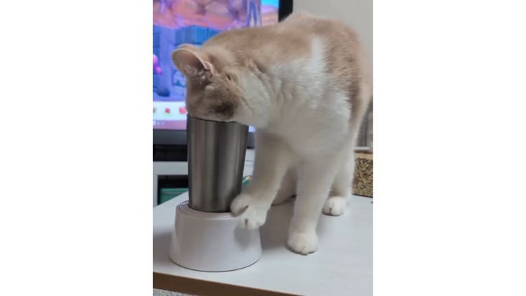 猫とタンブラー