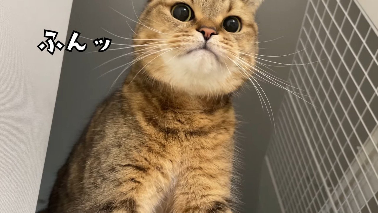 少し上を向いてふんッ