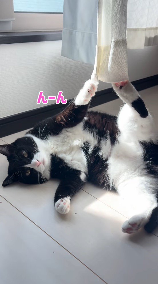 女性に向かって小さく鳴く猫