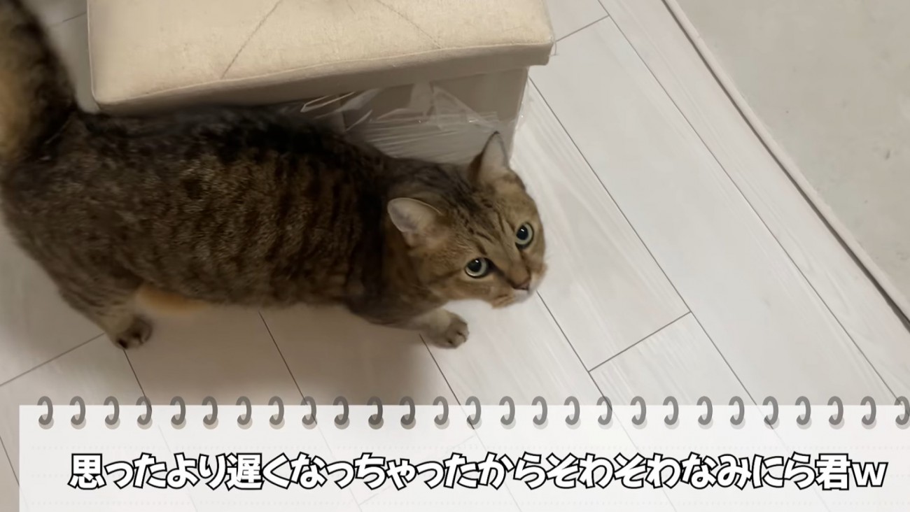 かまってほしくて飼い主の周りをウロウロしているミヌエット
