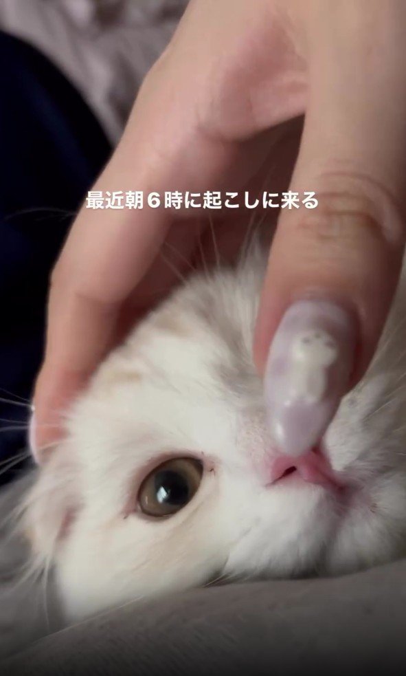 寝そべっている猫
