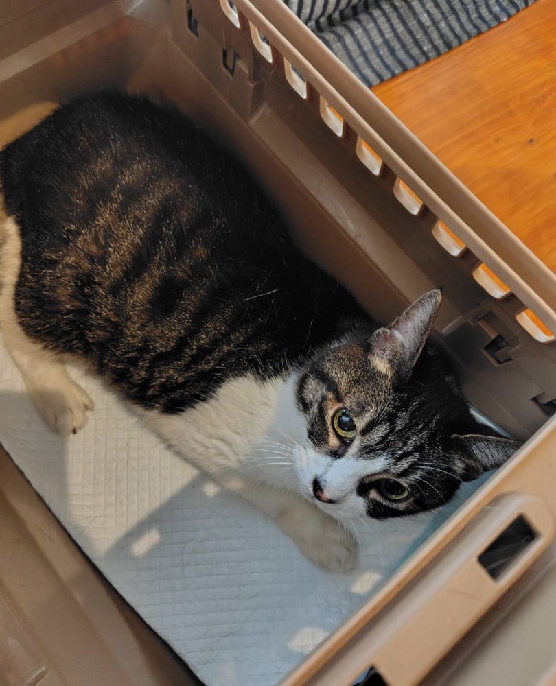 現在の華ちゃん%15歳になった華ちゃん