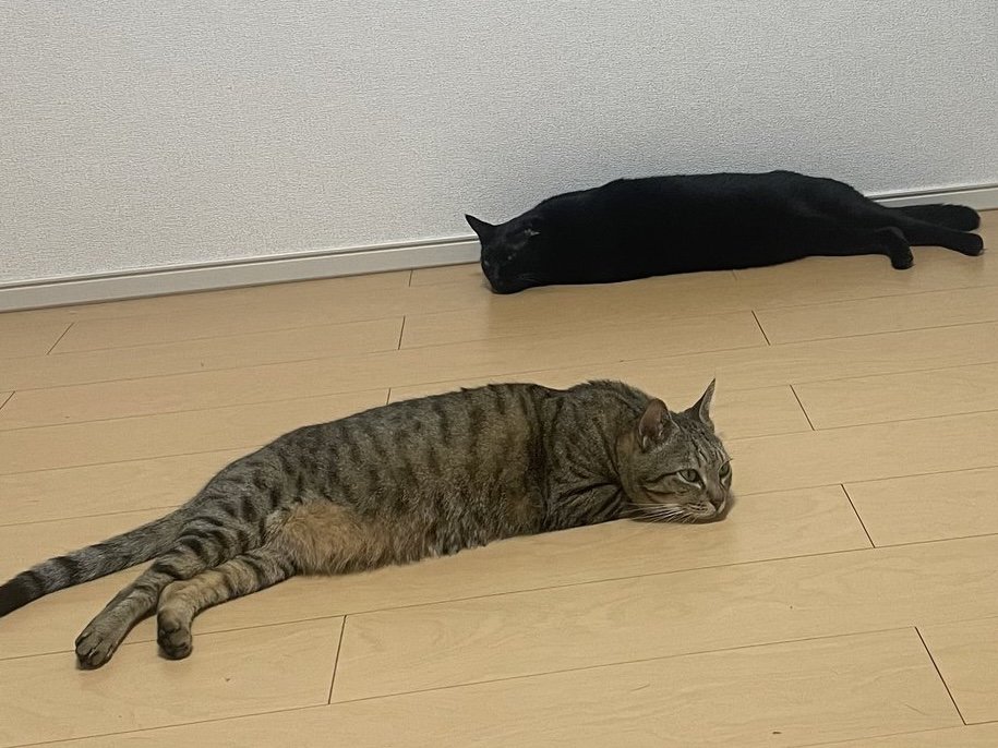 床で気持ちよさそうにくつろぐ2匹の猫