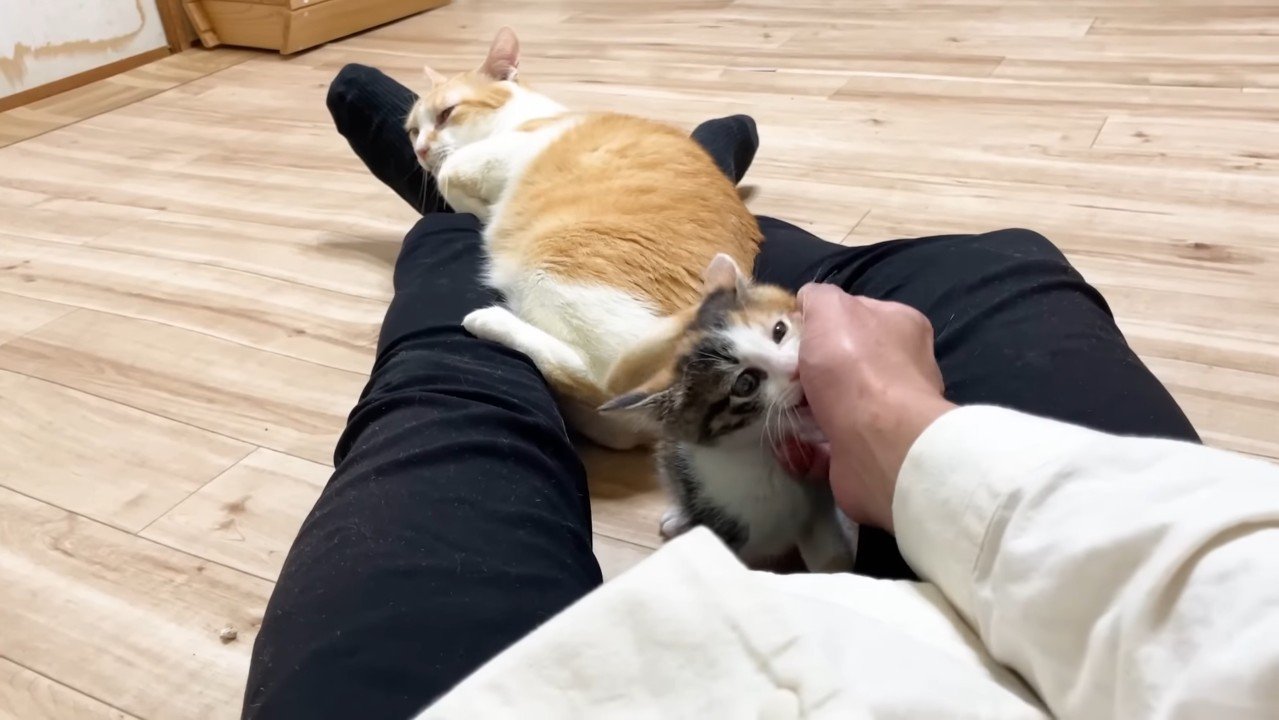 足に顔を置くむぎくん