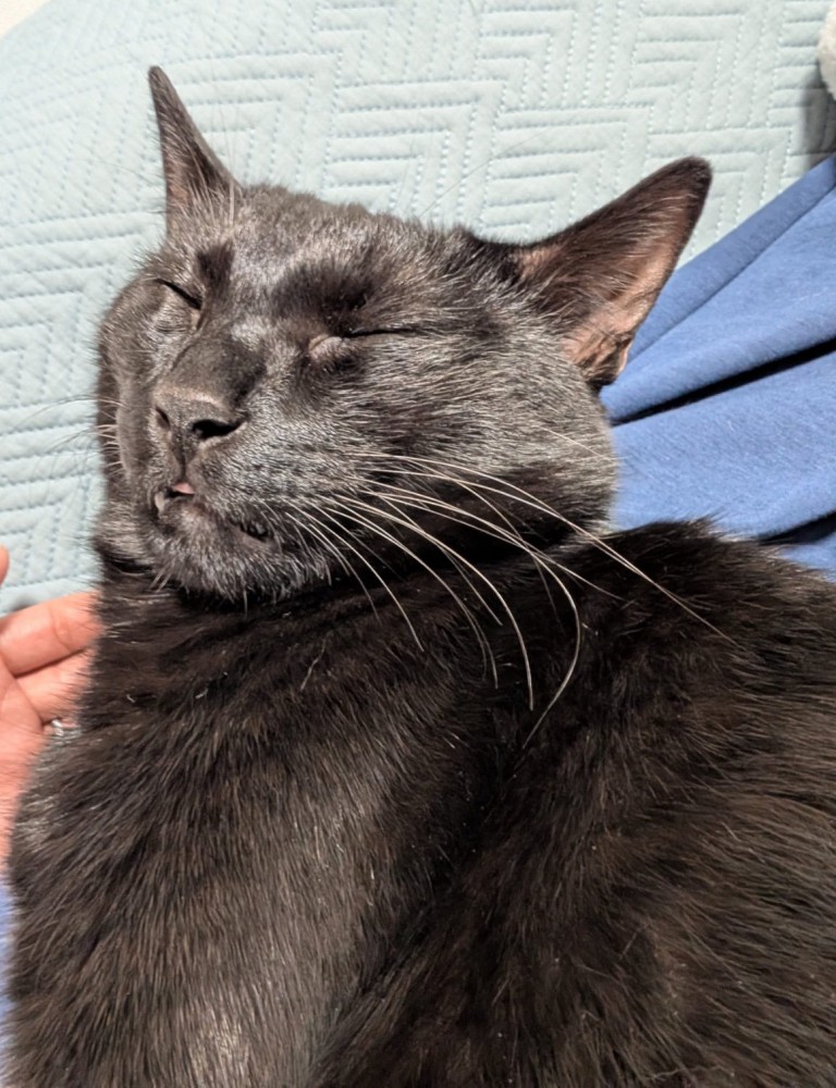 眠りながら舌を出す猫