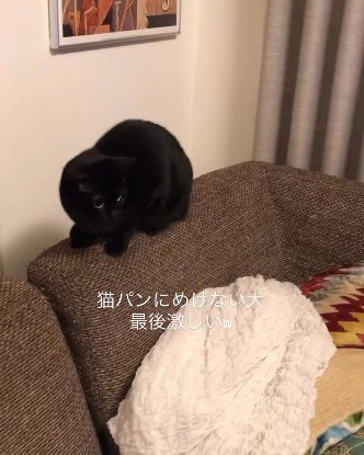 ソファの上で警戒する黒猫