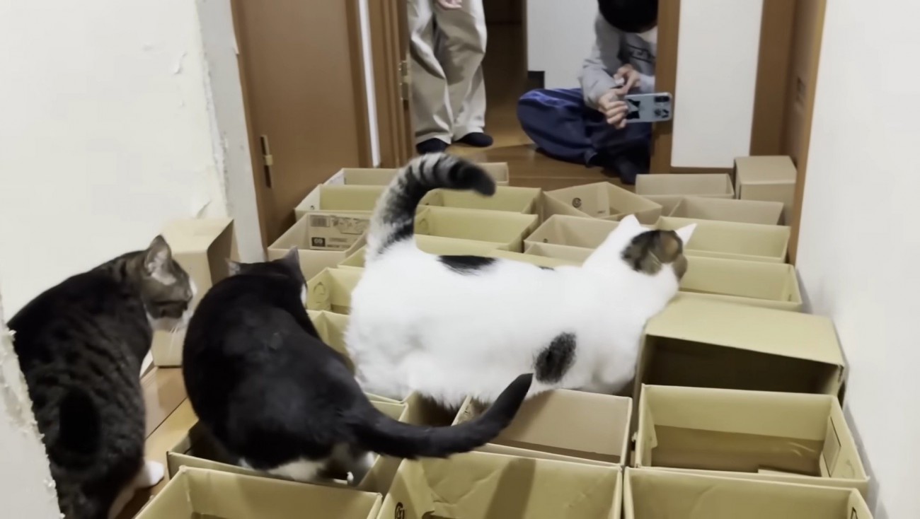 ラッセル車のような豆大福