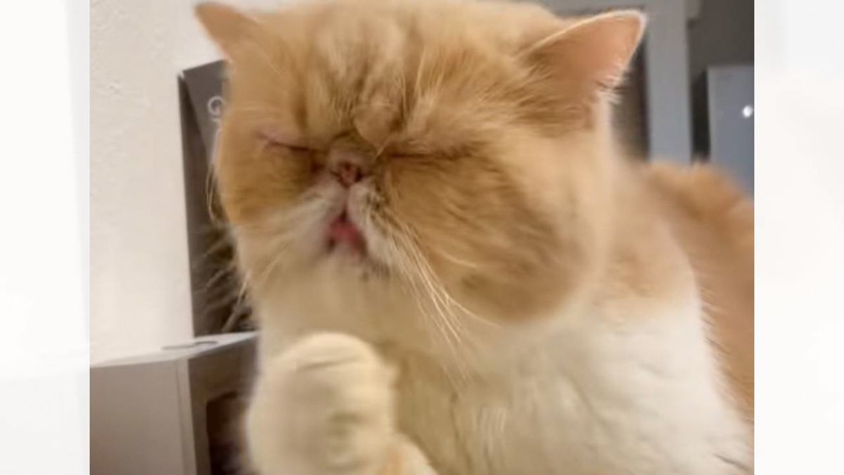 猫　毛づくろい 飼い主が「撮らずにはいられなかった…」毛づくろいする猫の姿に