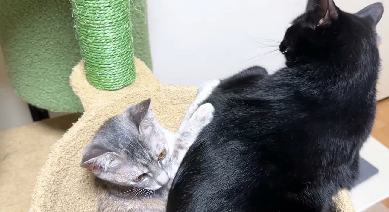黒猫に両手をくっつけるシルバータビー