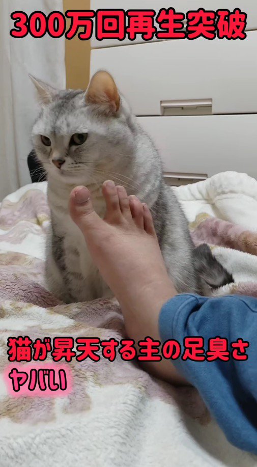 毛布の上に座っている猫