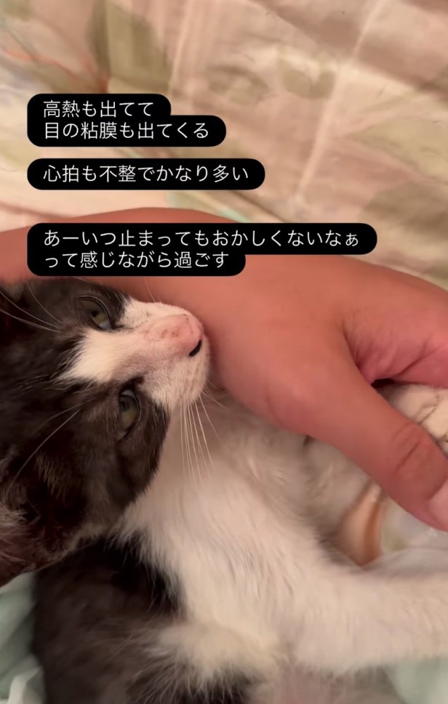 腕の中で安心する子猫