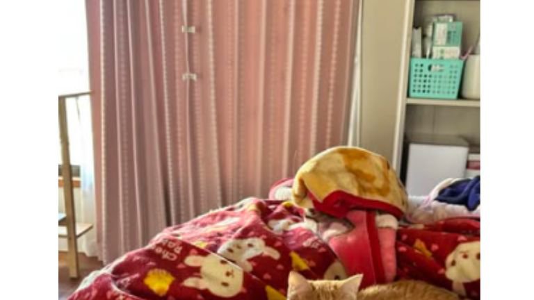 ベッドの上にいる猫