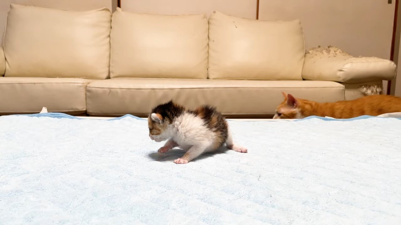 歩いて来たむぎくん