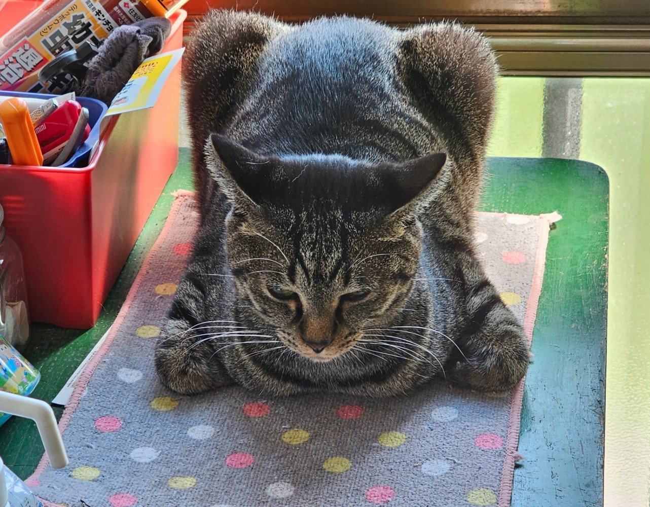 全体的に角張った猫