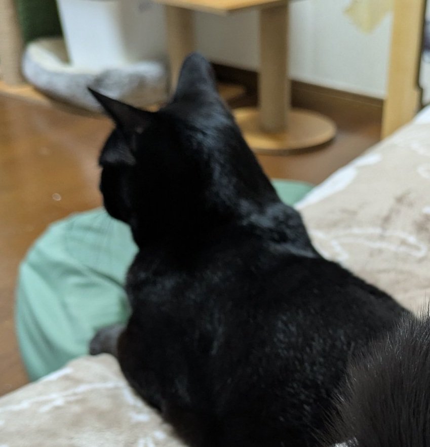 背中を向けた黒猫