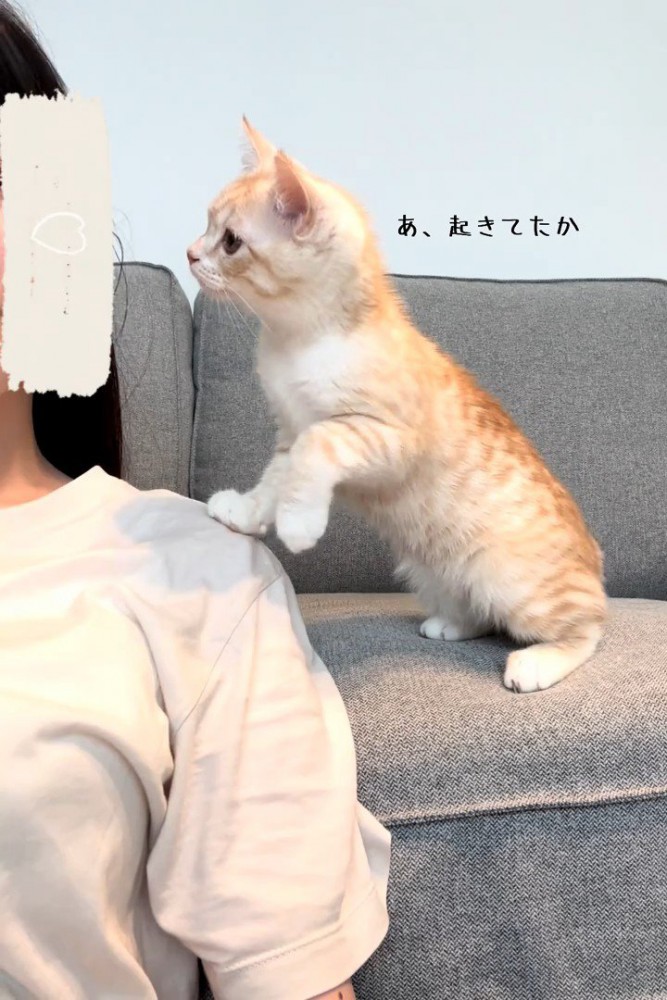 人の肩の近くにいる猫