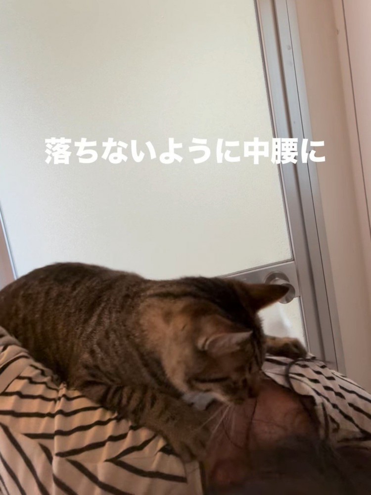 中腰の人の背中に乗る猫