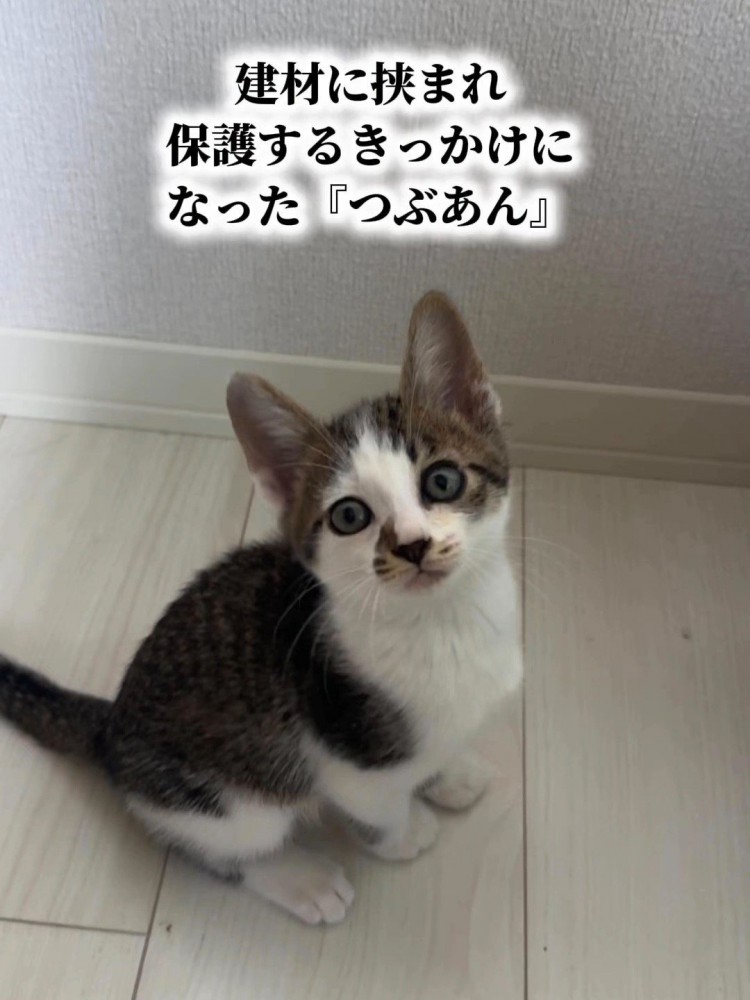 お座りする子猫