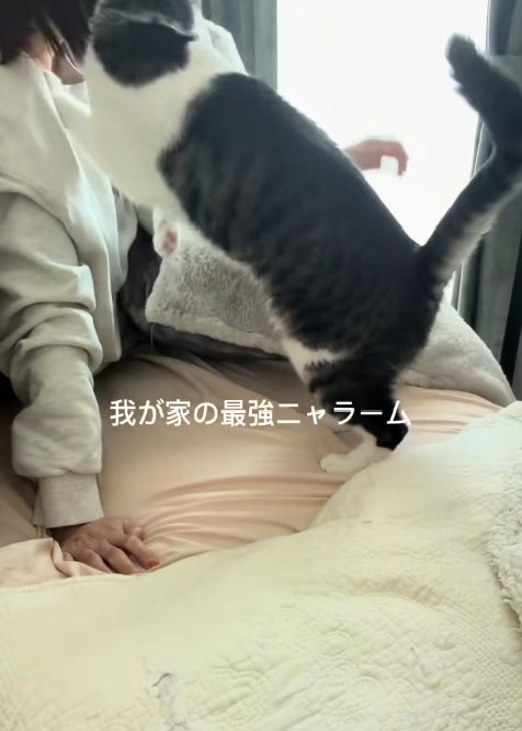 起きた飼い主と飼い主の顔に頭突きをする猫