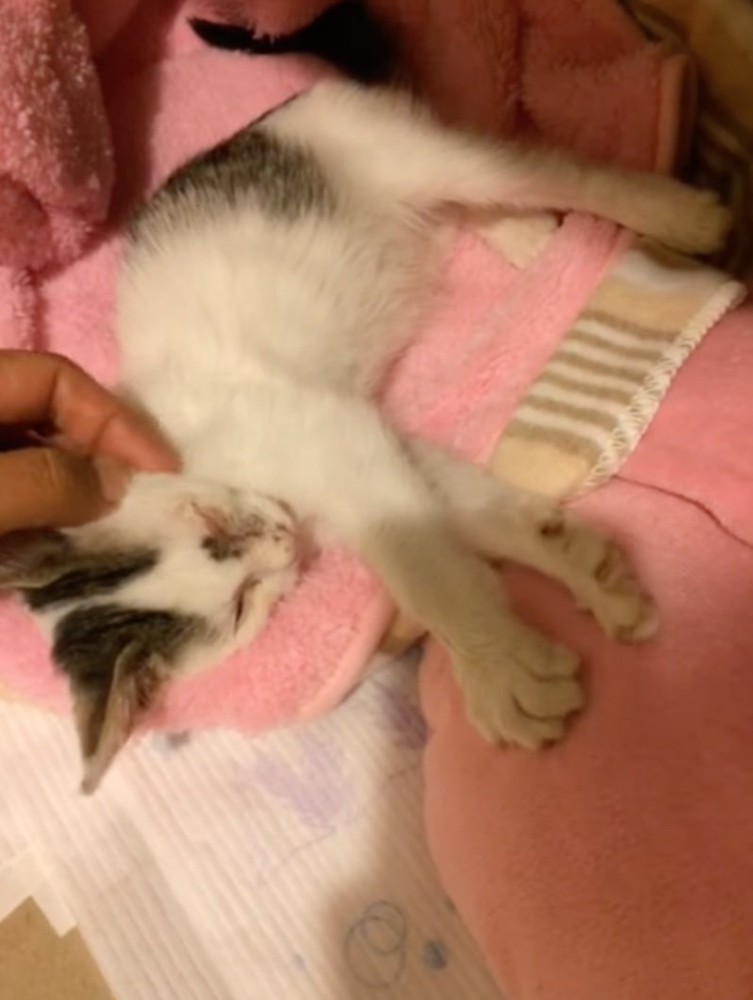 伸びをする子猫