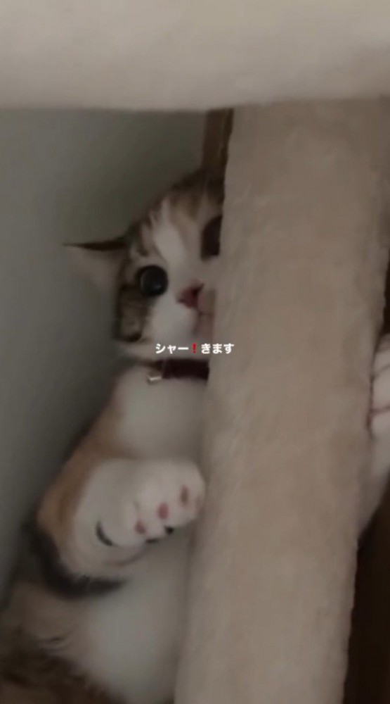 差し出された手に威嚇する猫
