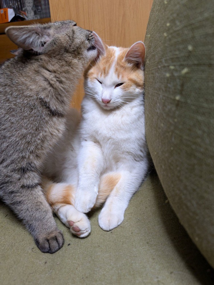 キジトラが茶白の耳を舐める