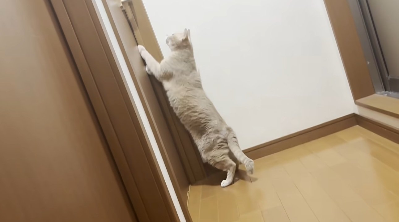 ドアをひっかいている猫
