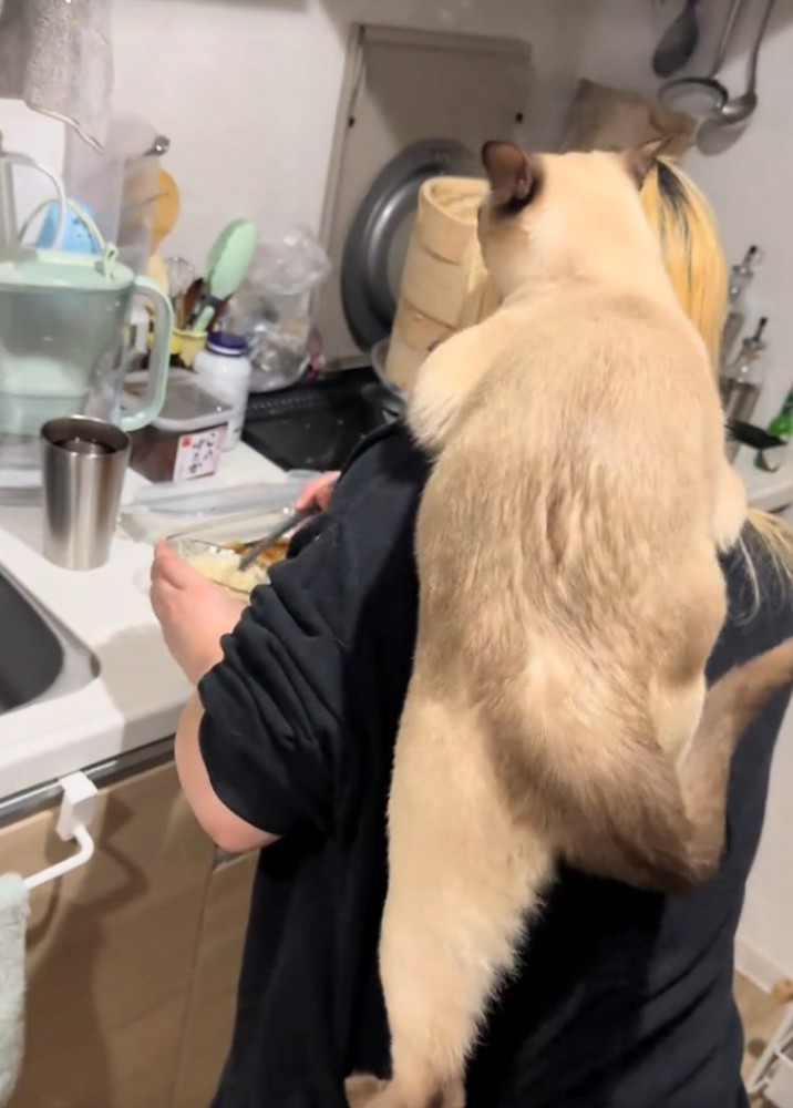 さらに上ろうとする猫