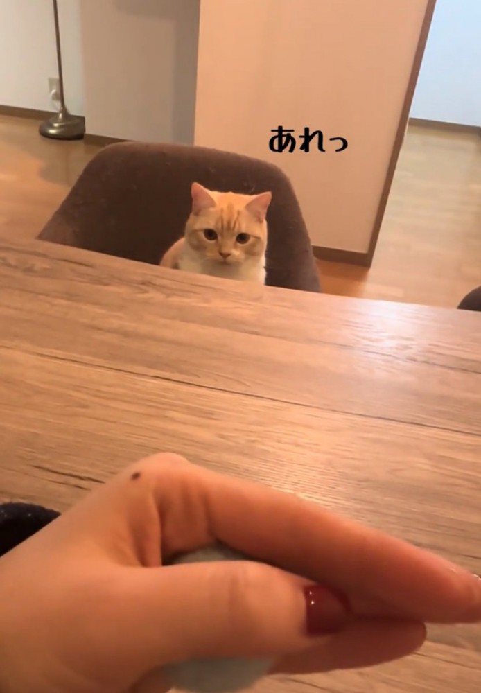 驚いた表情の猫