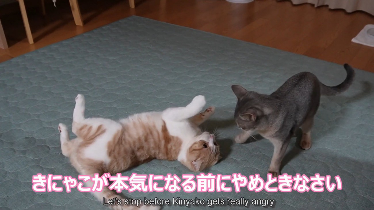 仰向けの猫と立っている猫