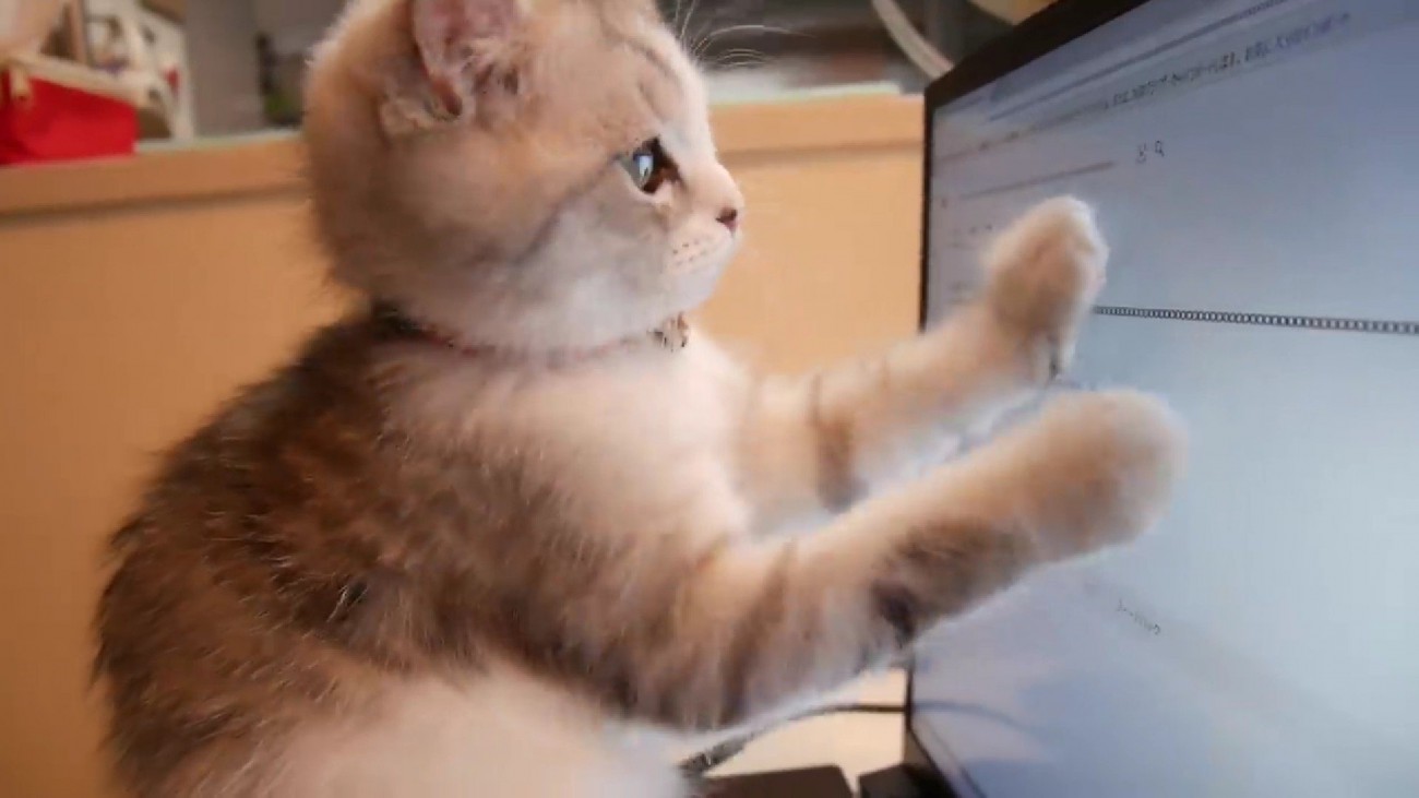パソコン画面を両前足で興味深そうに触る子猫
