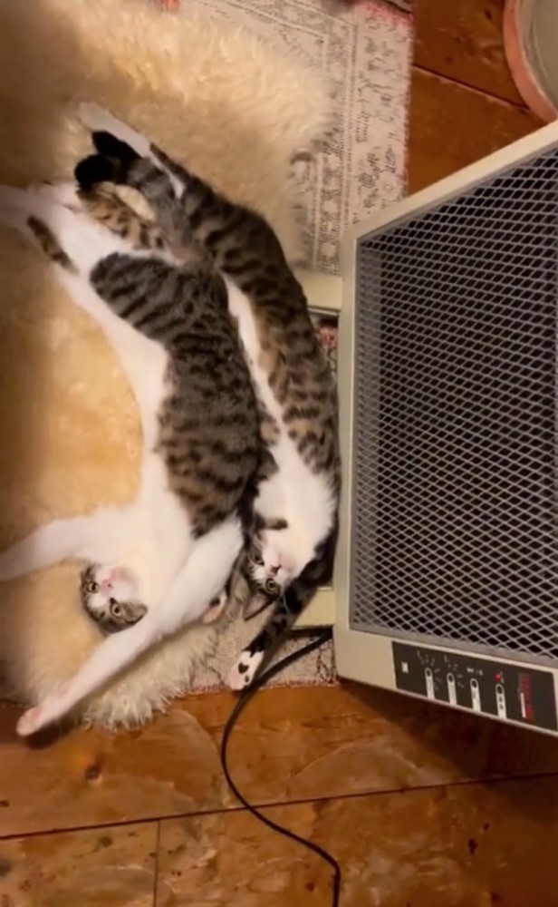 同じポーズの猫2