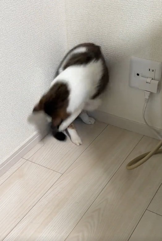 再度しっぽを掴む猫