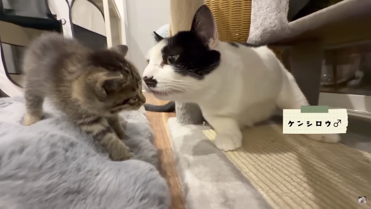 クンクンするケンシロウ