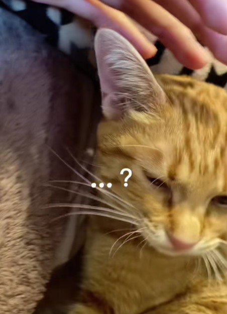 不思議そうな顔をしている猫