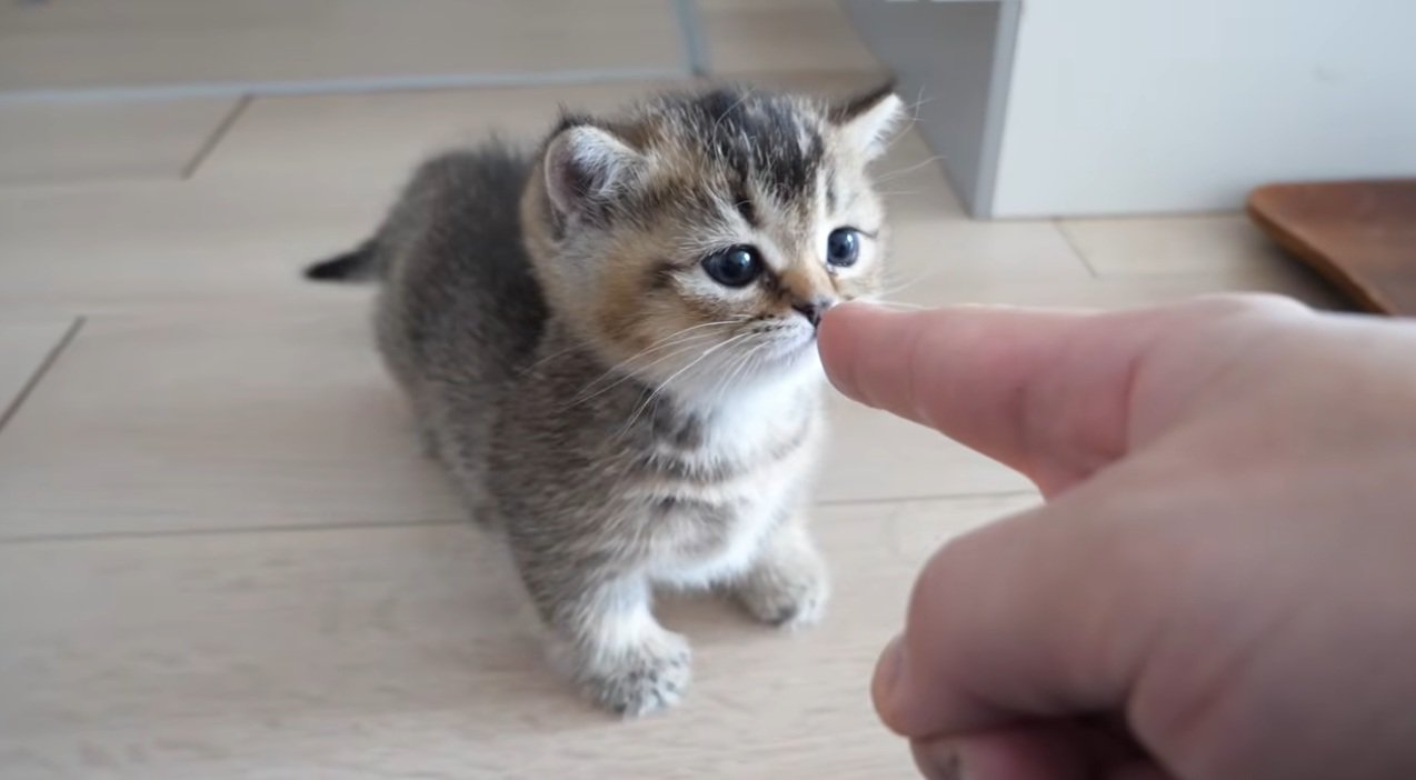指をかいでいる子猫