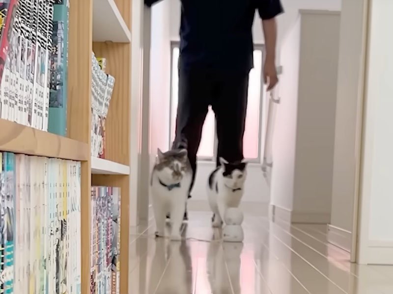 先導する猫たち