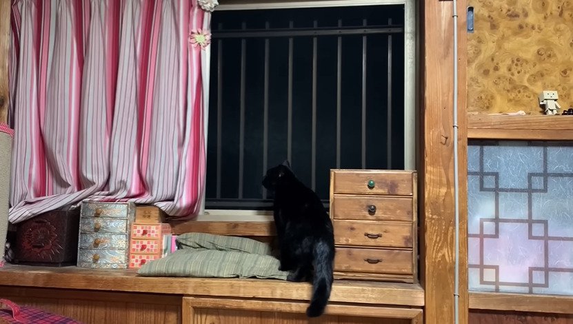 外を眺める黒猫1