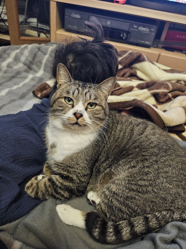 赤ちゃんの後ろにいる猫