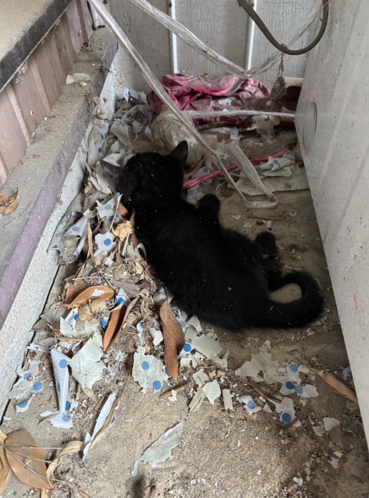 壁と壁の間にうずくまる子猫