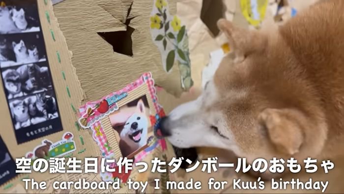 段ボールに入った空ちゃんと覗くももちゃん