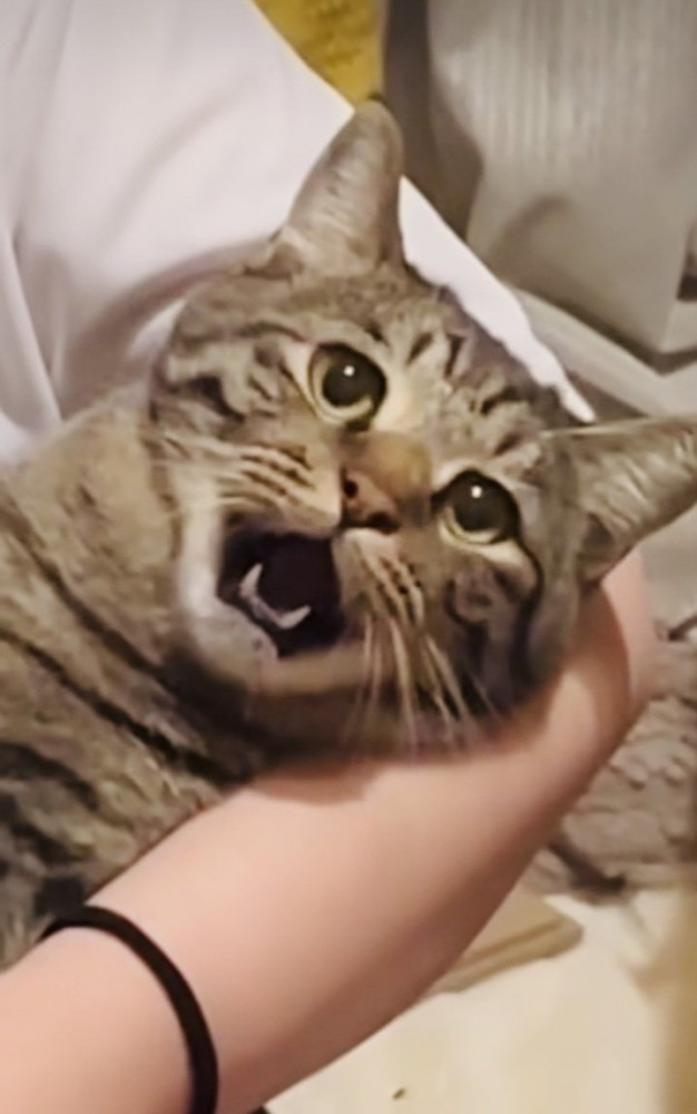 ママさんに爪を切られるキジトラ猫