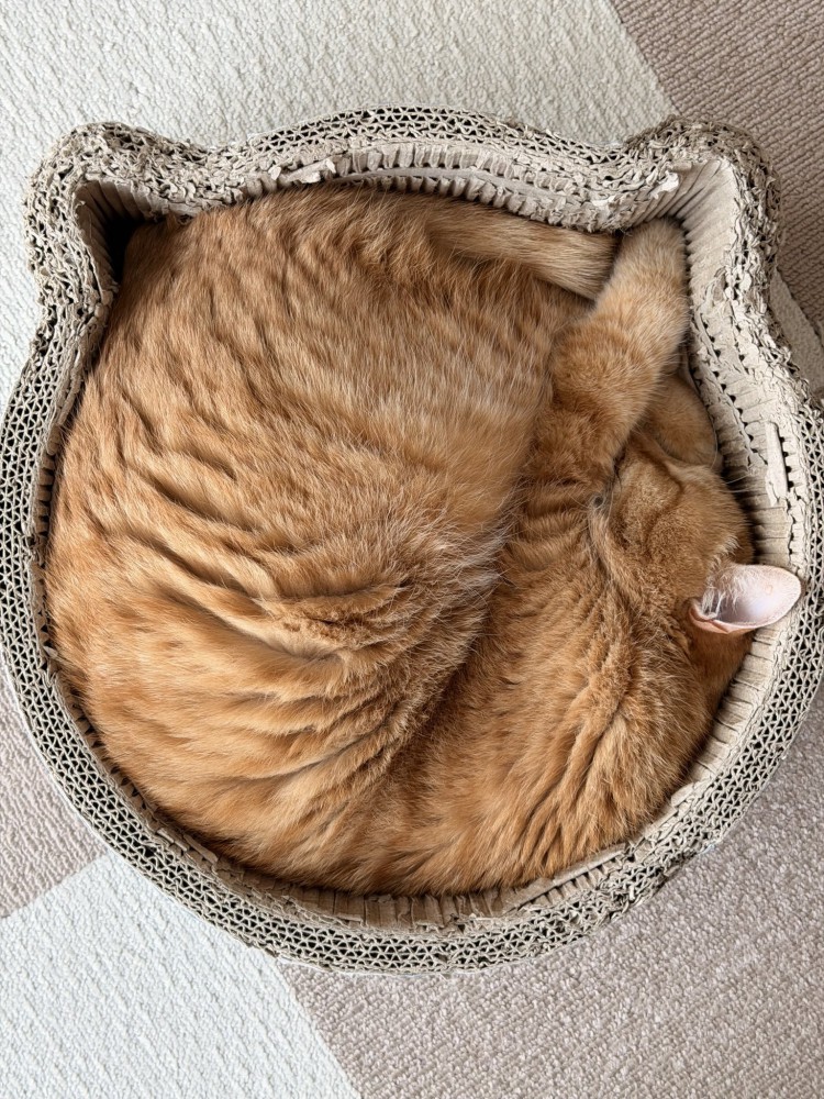 ニャンモナイト（手を爪とぎベッドの猫耳にはめてよりぎっちりはまっている）