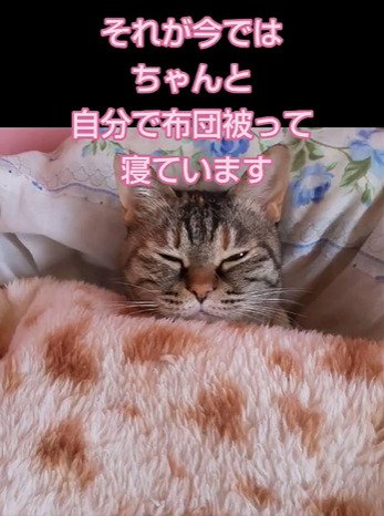 布団をかぶった猫