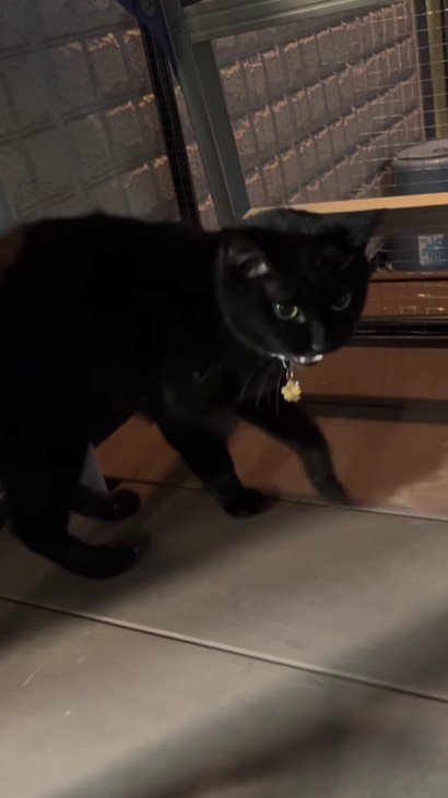 ベランダに出た猫